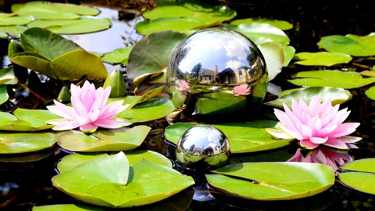 Кувшинка желтая