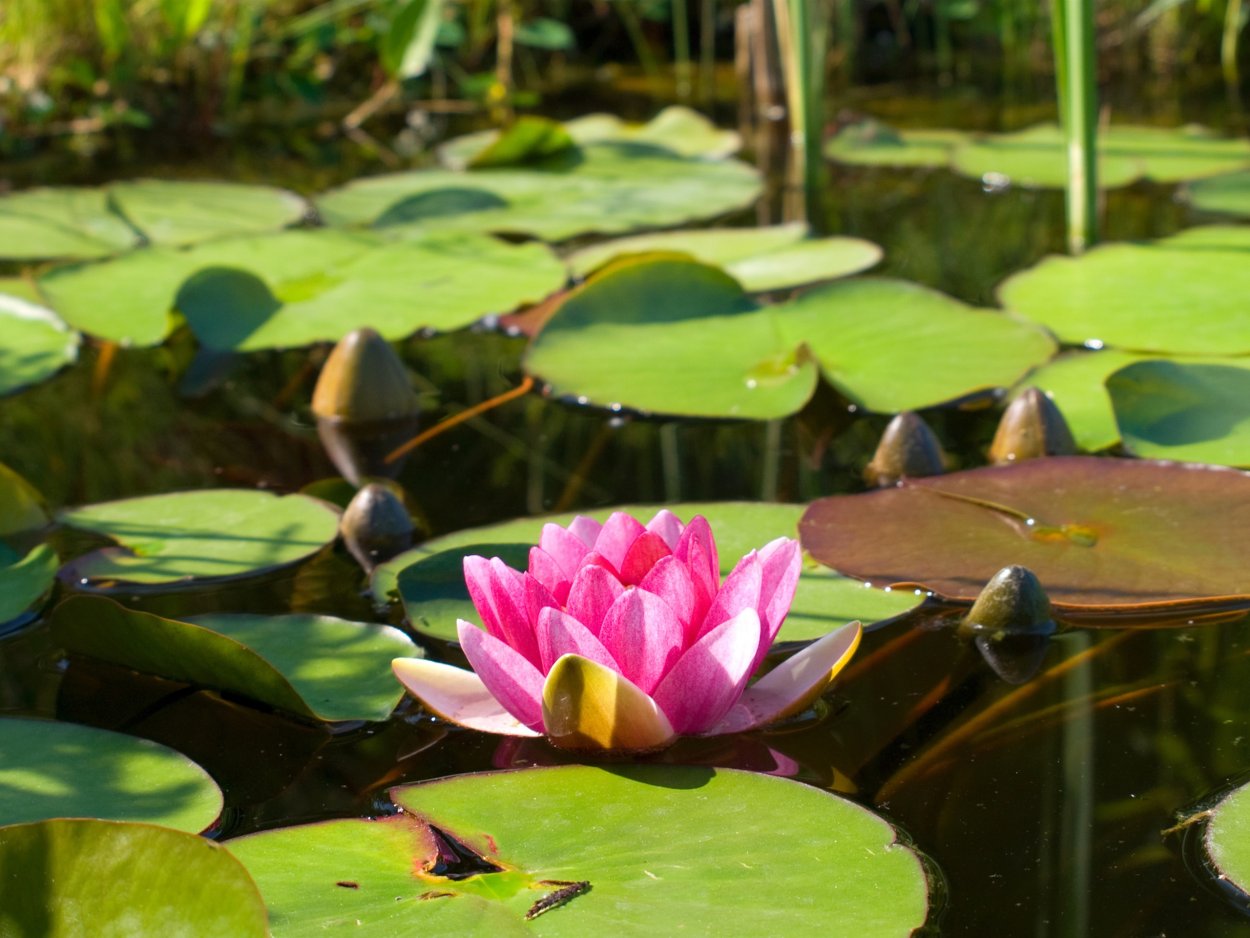 Лотос кувшинка