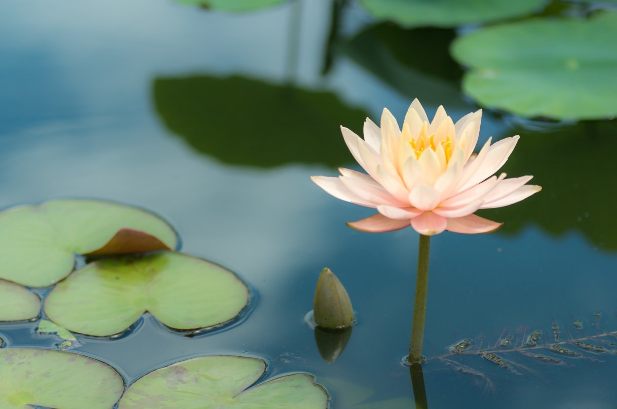 Лотос кувшинка водяная Лилия