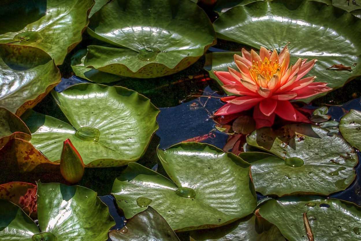 Лист водяной кувшинки