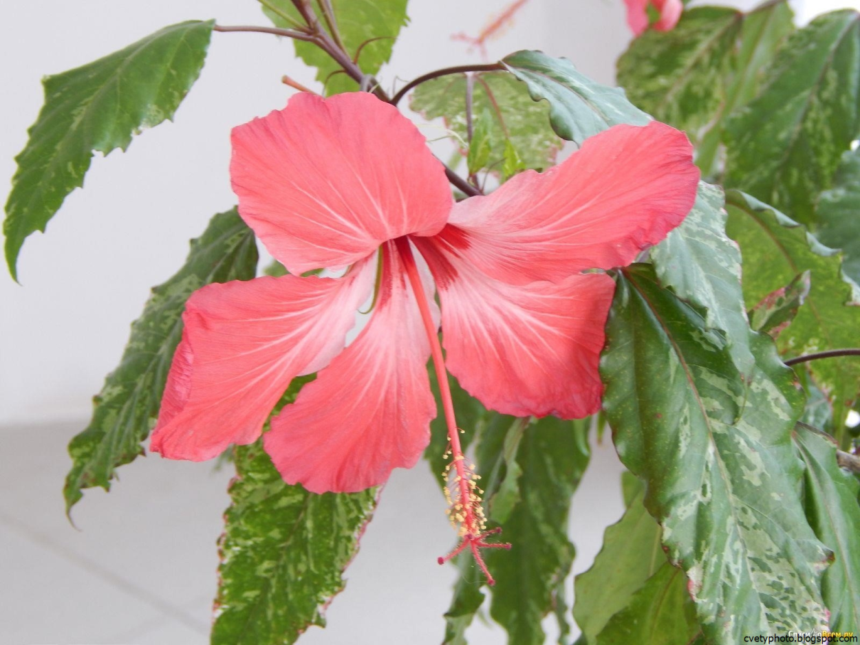 Гибискус красный немахровый