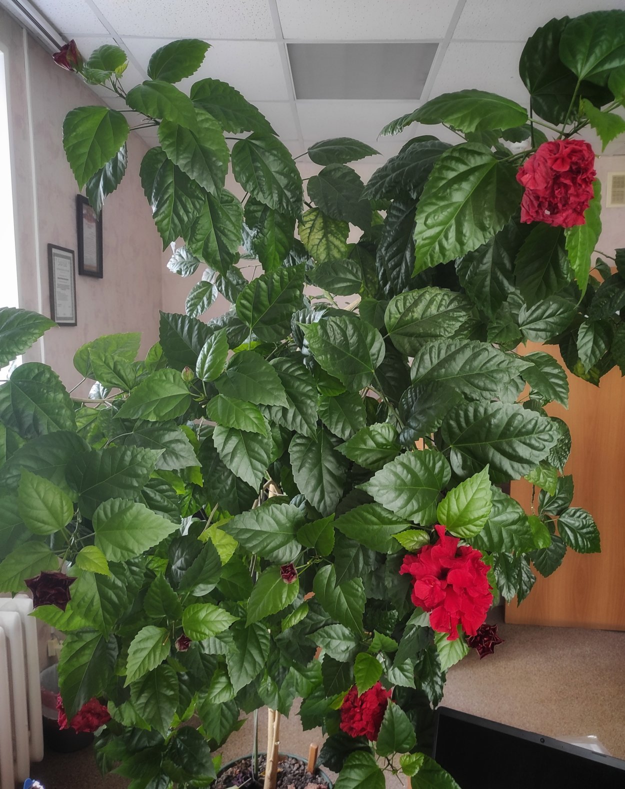 Гибискус комнатный