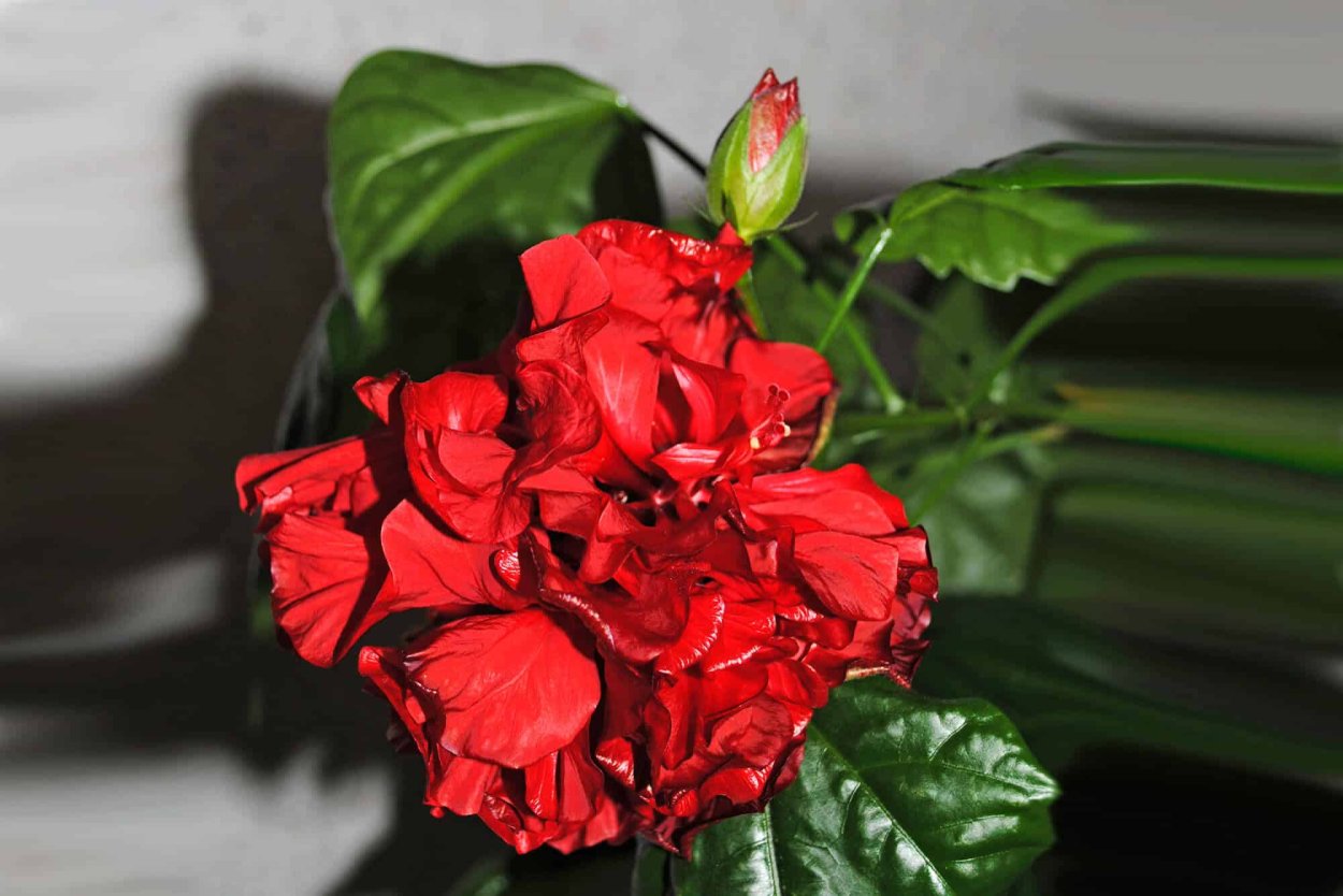 Роза гибискус комнатный