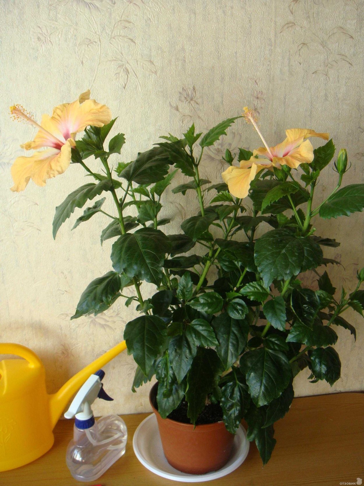 Китайская роза гибискус комнатный