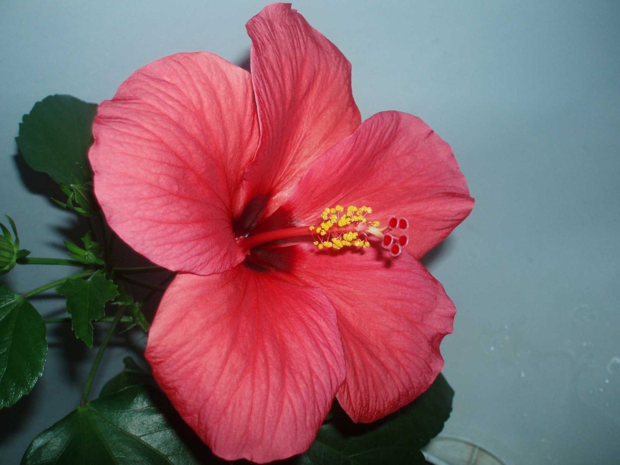 Гибискус китайский Розан китайская роза