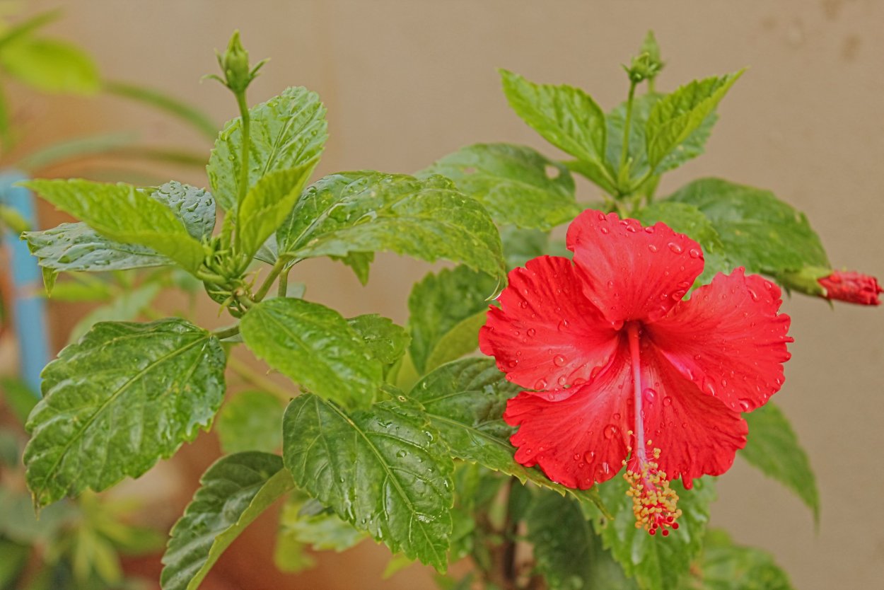 Гибискус комнатный