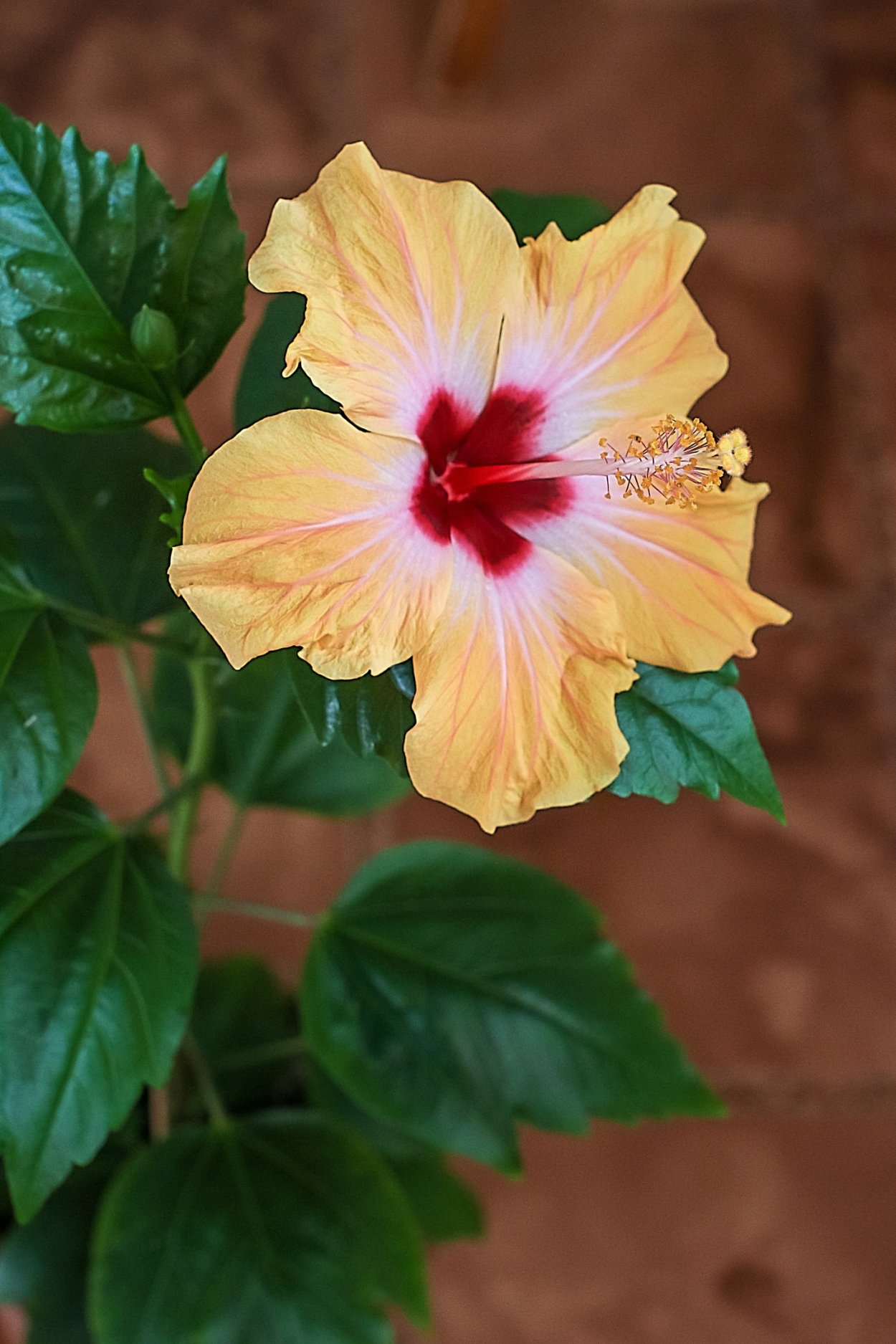 Гибискус полумахровый