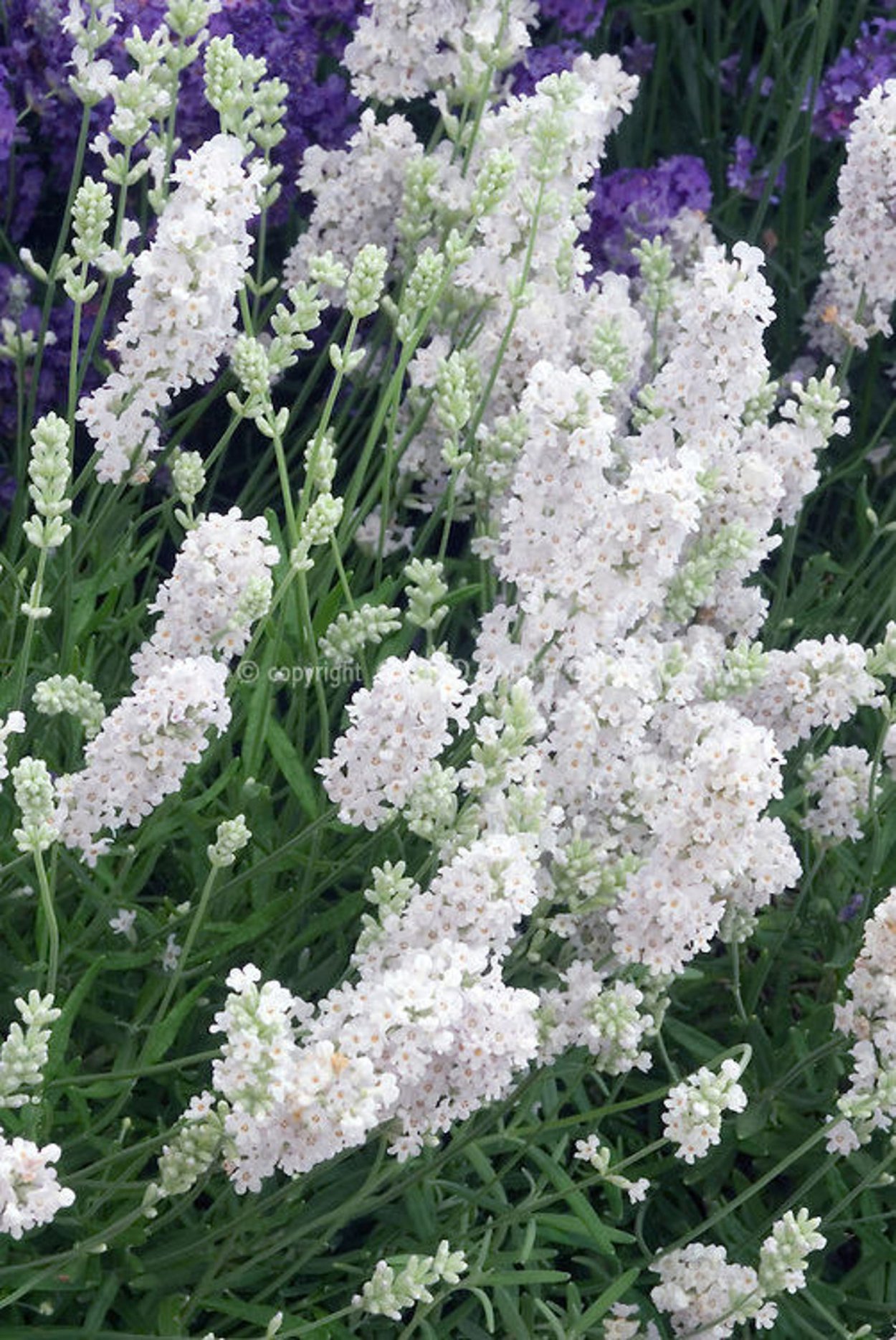 Лаванда узколистная Ellagance Snow