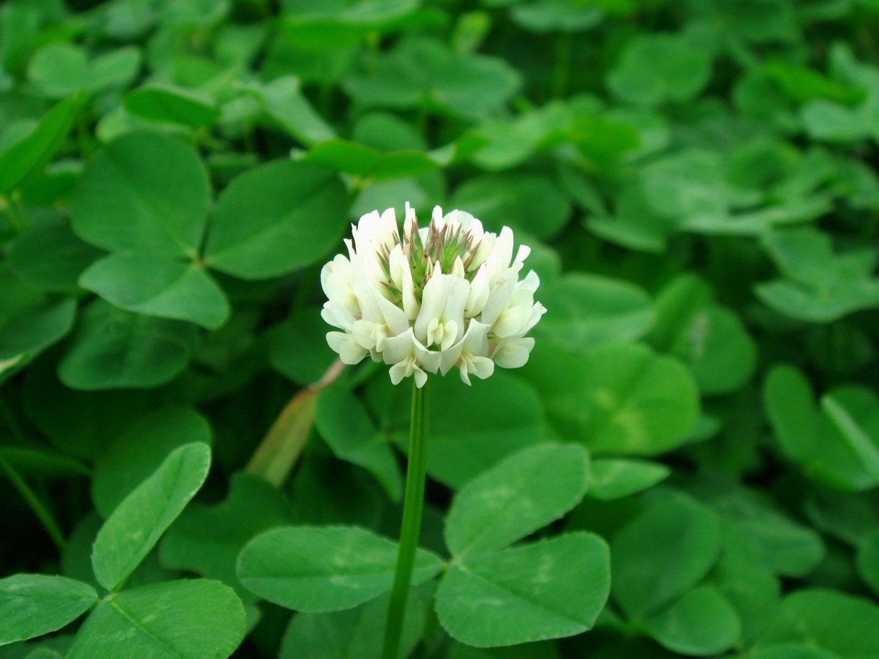 Клевер ползучий (Trifolium repens)