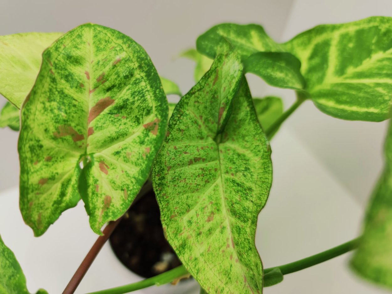 Сингониум Confetti Tricolor