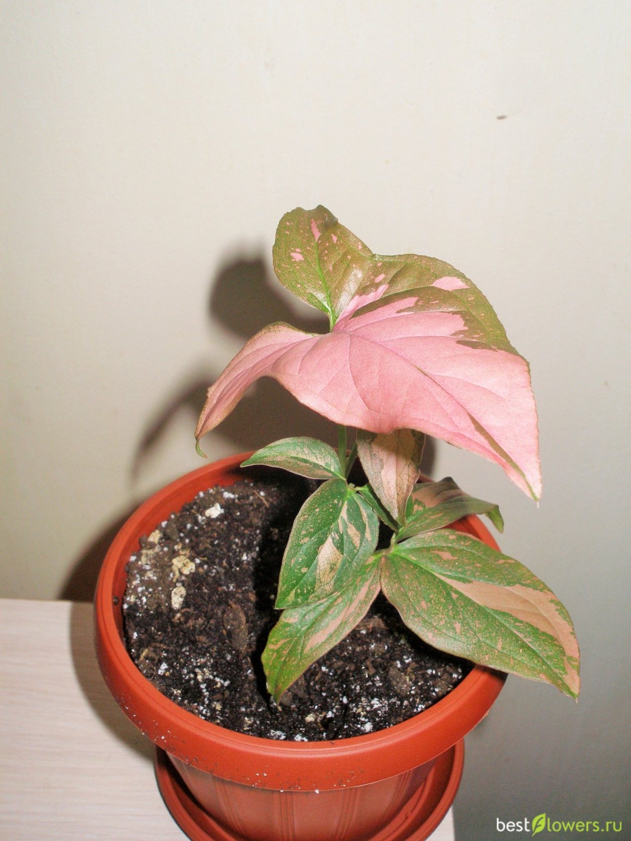 Сингониум Триколор ред