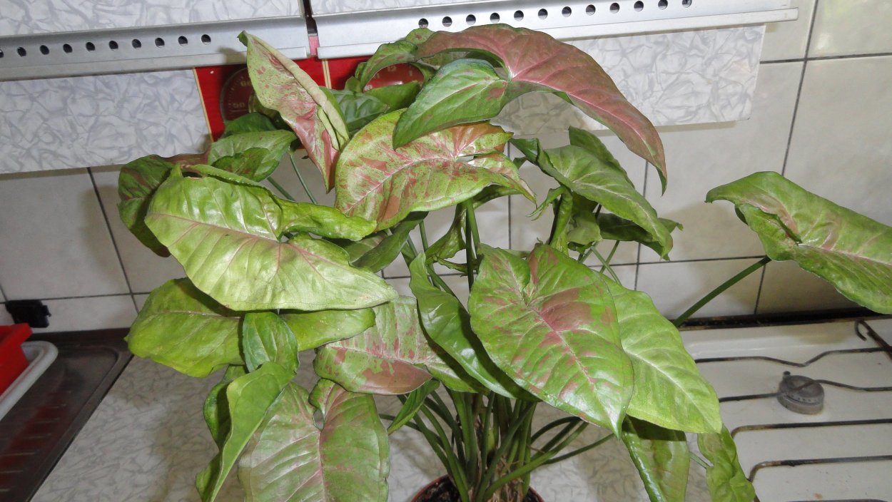 Сингониум конфетти Триколор