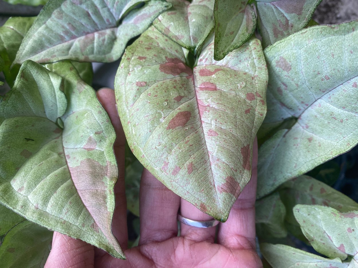 Сингониум конфетти