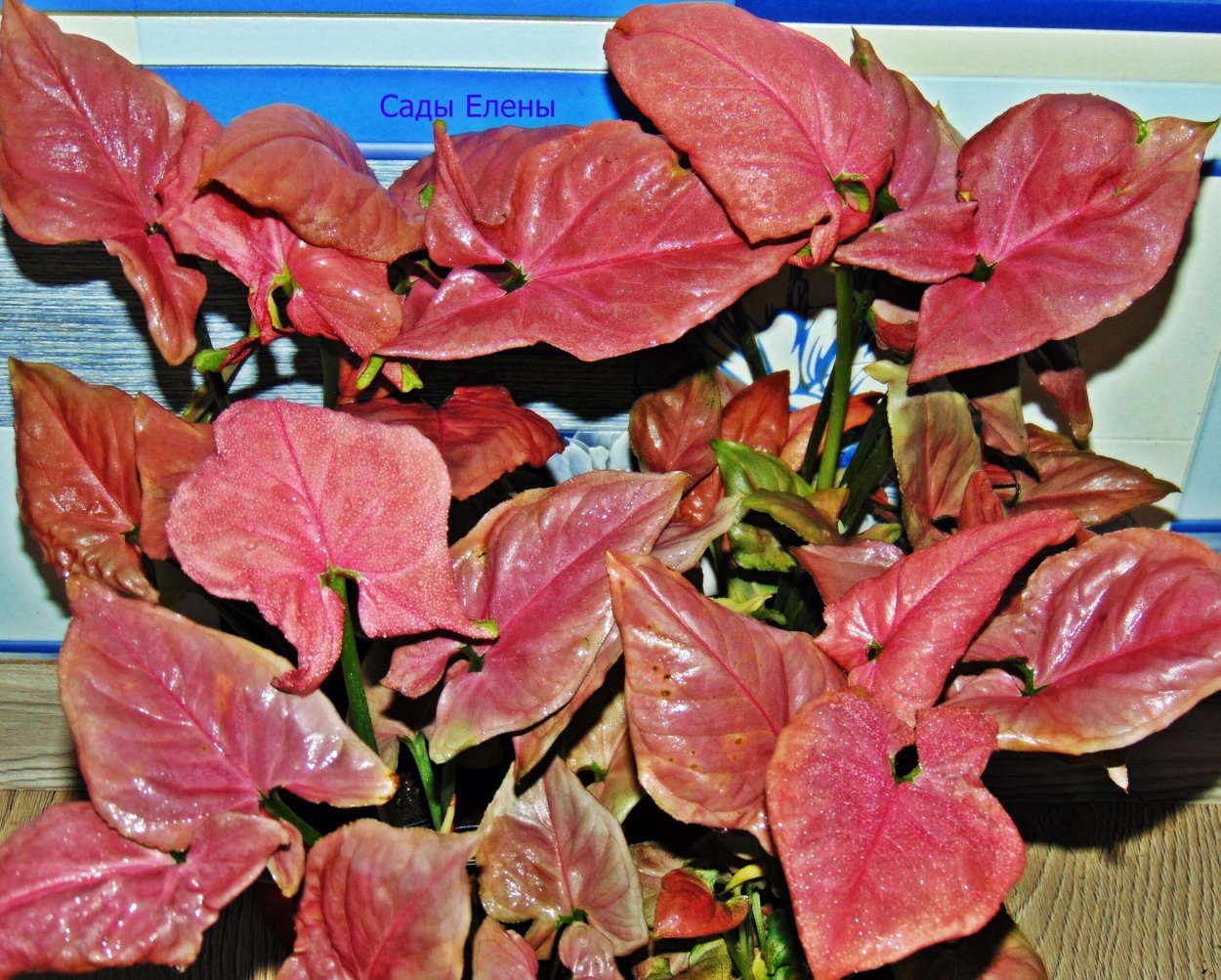 Сингониум Распберри