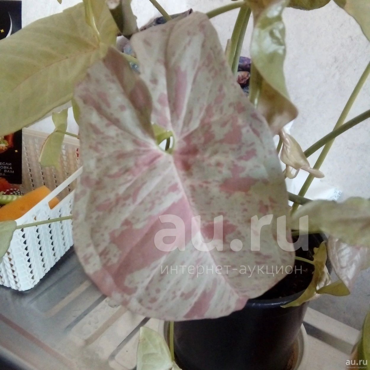 Сингониум Милк конфетти