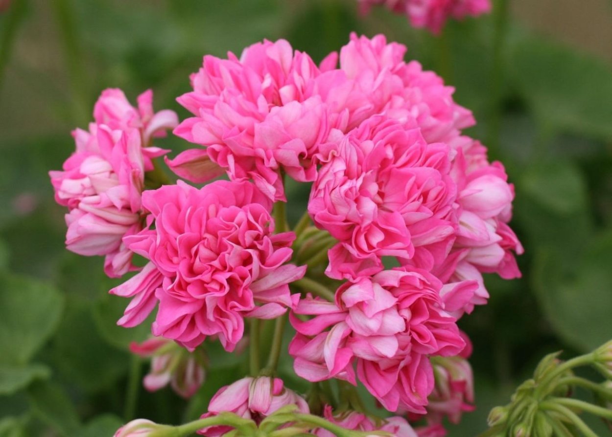 Пеларгония Norrland