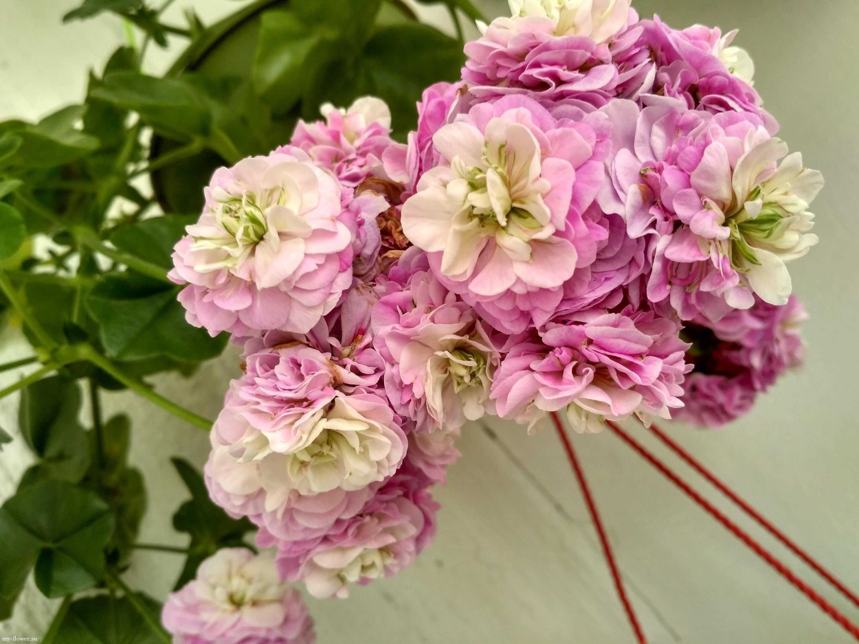 Пеларгония Вива Каролина