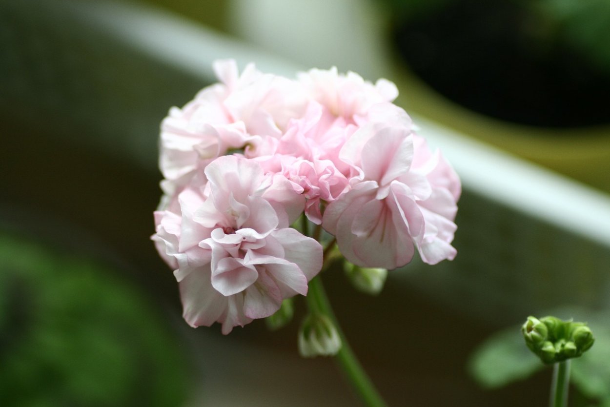 Та Эммануэль пеларгония