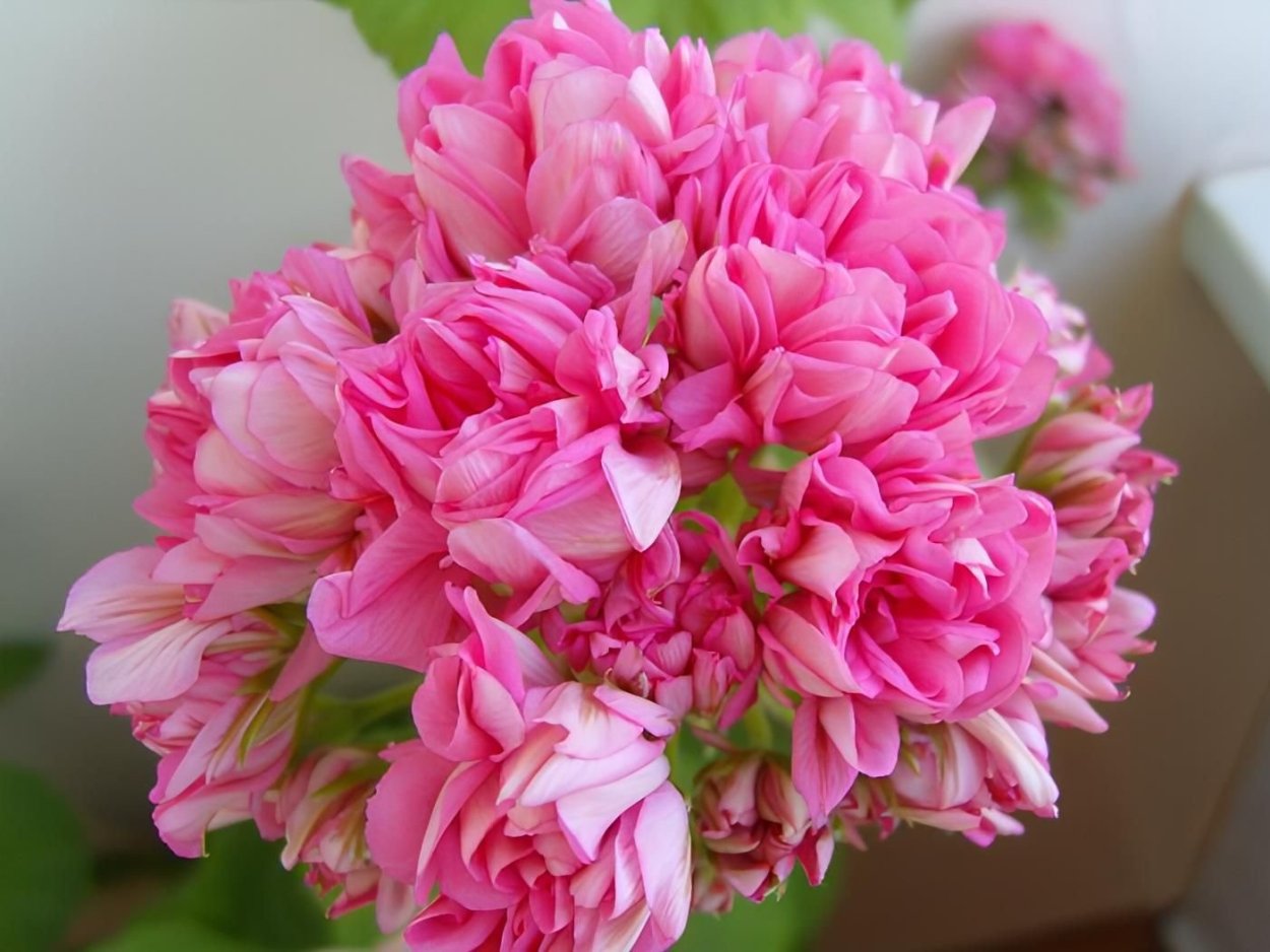 Пеларгония сорт Norrland