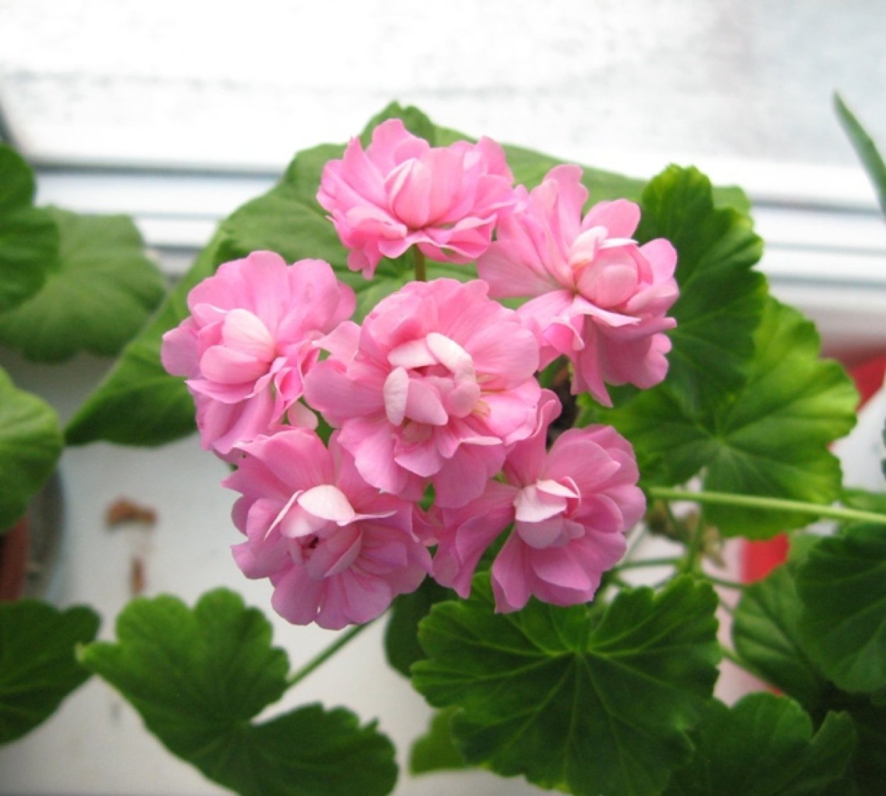 Розебудная пеларгония пионовидная