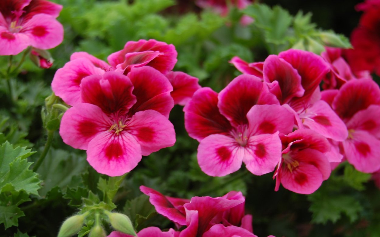 Пеларгония Королевская Cynthia
