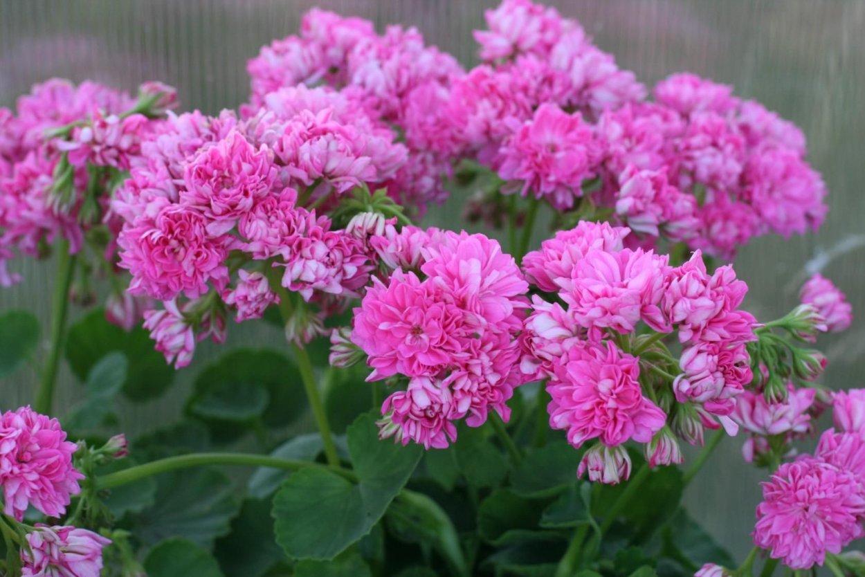 Пеларгония Norrland