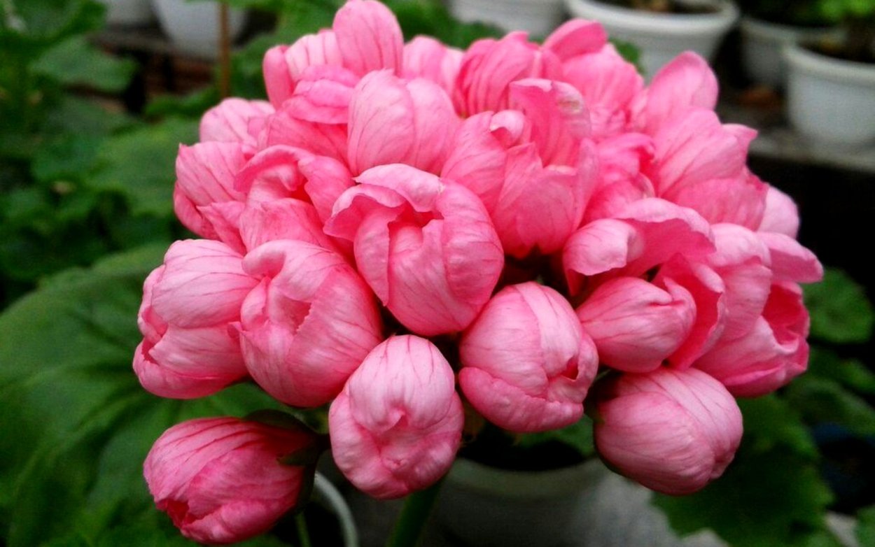 Pink pandora пеларгония