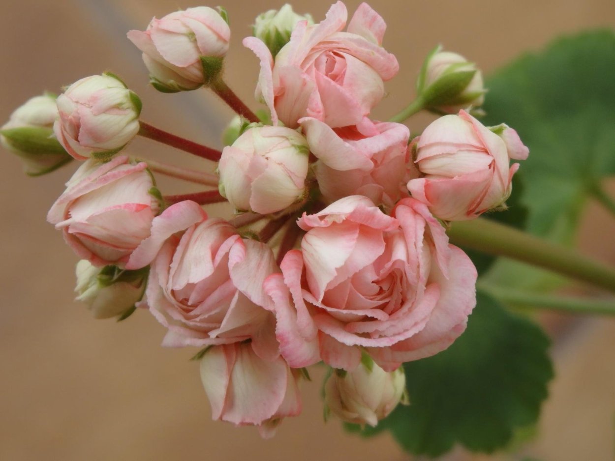 Пеларгония Denise Sutarve