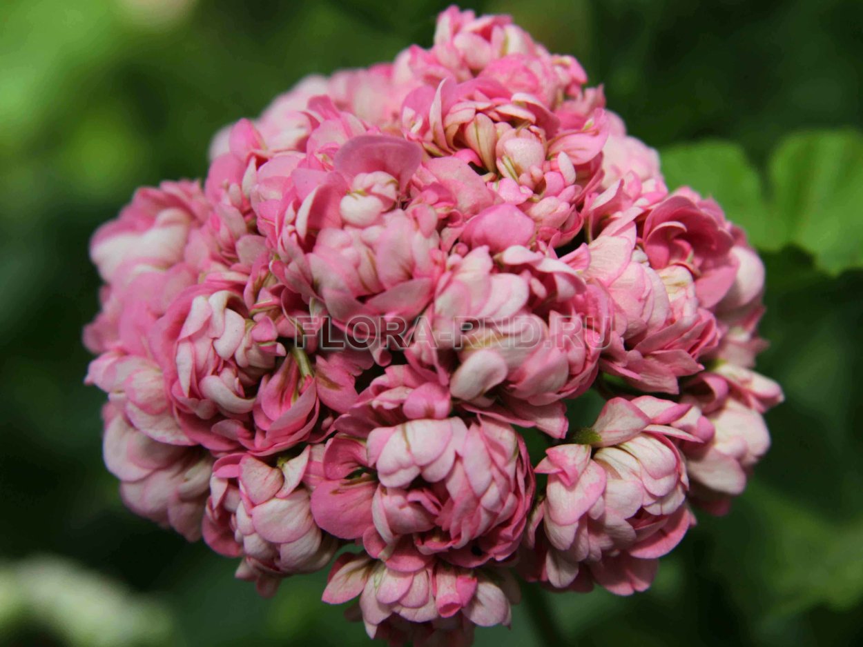 Пеларгония Анита розебудная