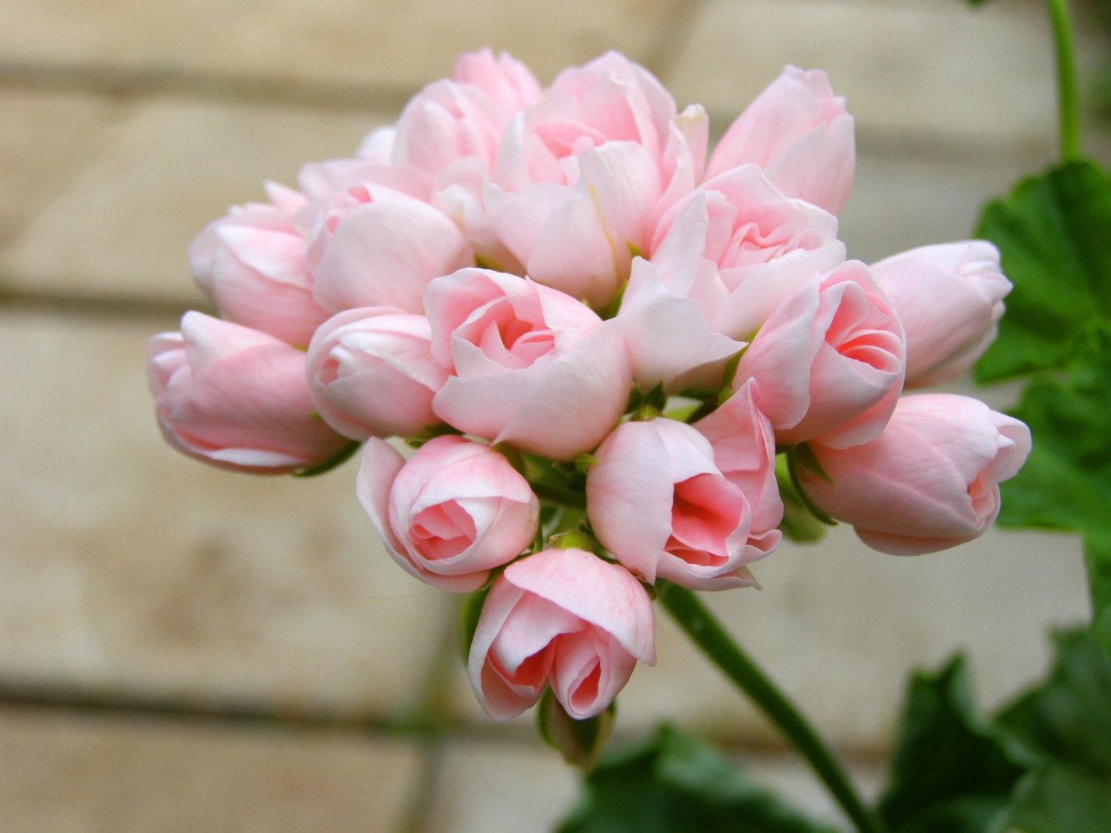 Пеларгония тюльпановидная Эмма