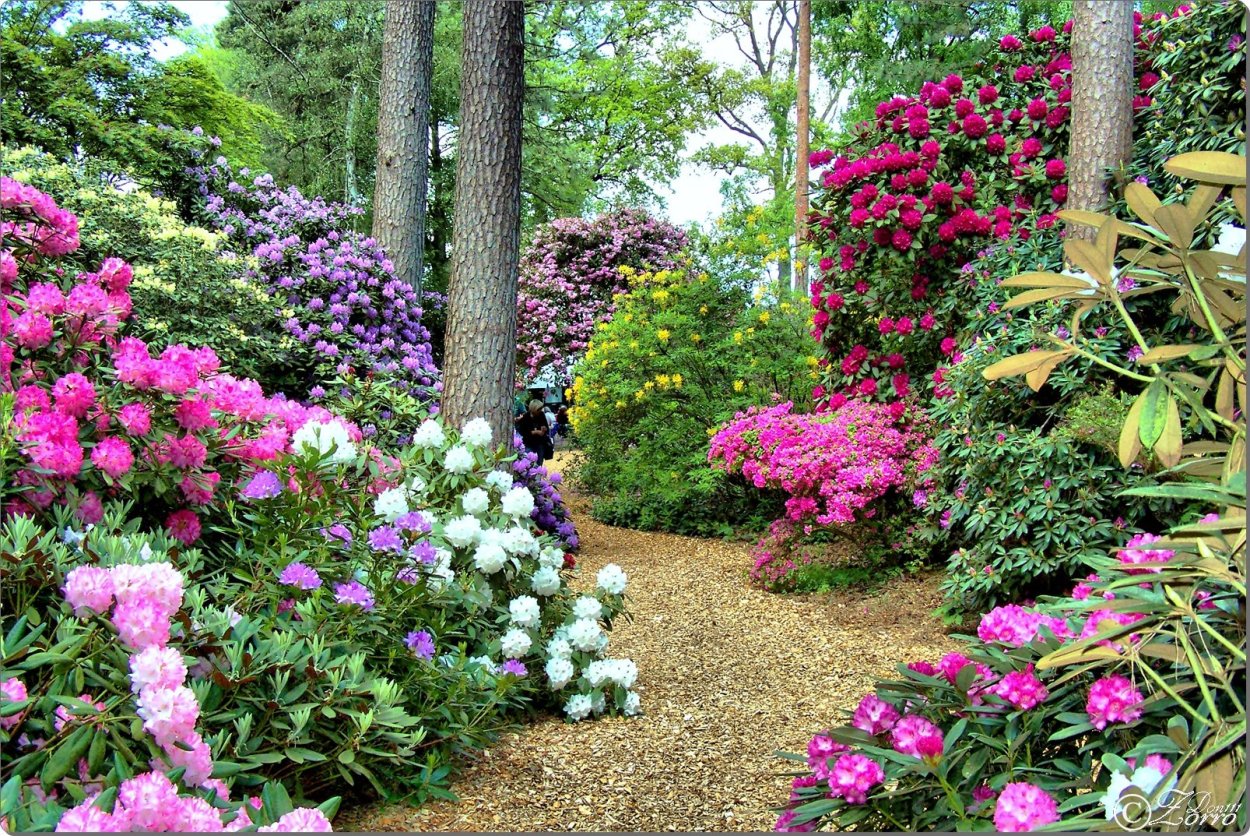 Рододендрон спирея