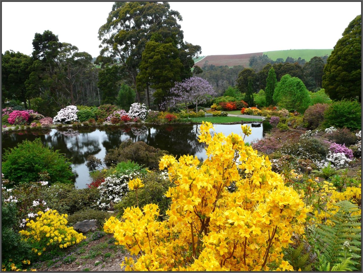 Сад азалий (Azalea Garden). В Кью