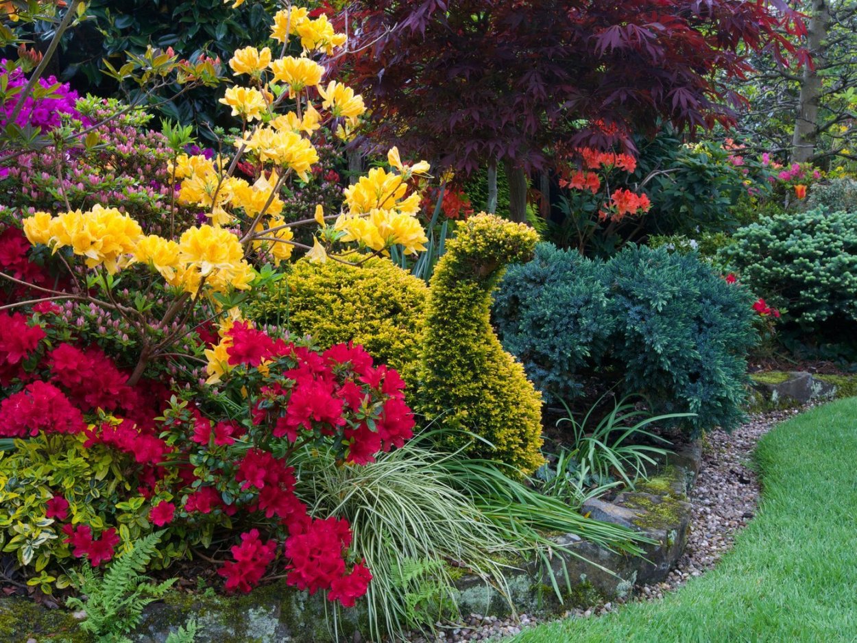 Рододендрон с хвойниками в ландшафтном