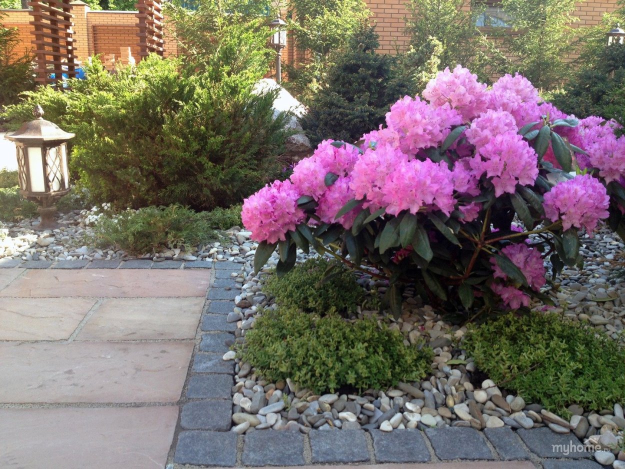 Клумба хвойники рододендрон Азалии