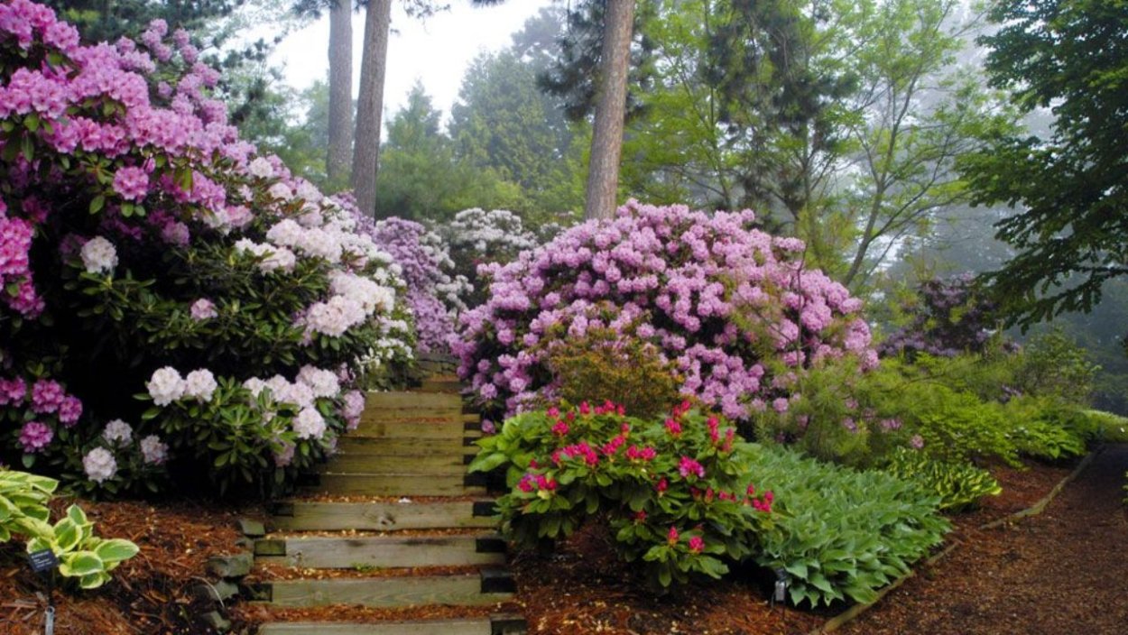 Рододендрон и гортензия