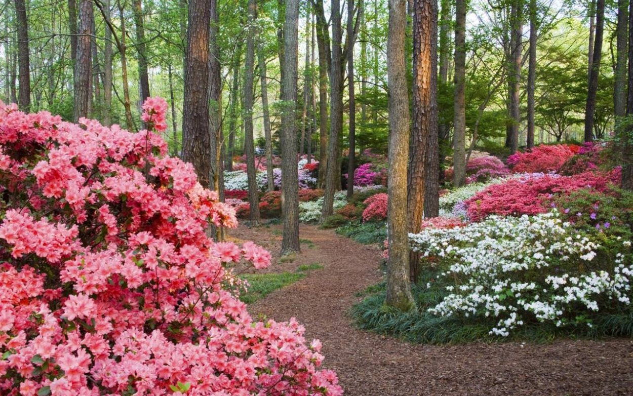 Рододендрон Лесной
