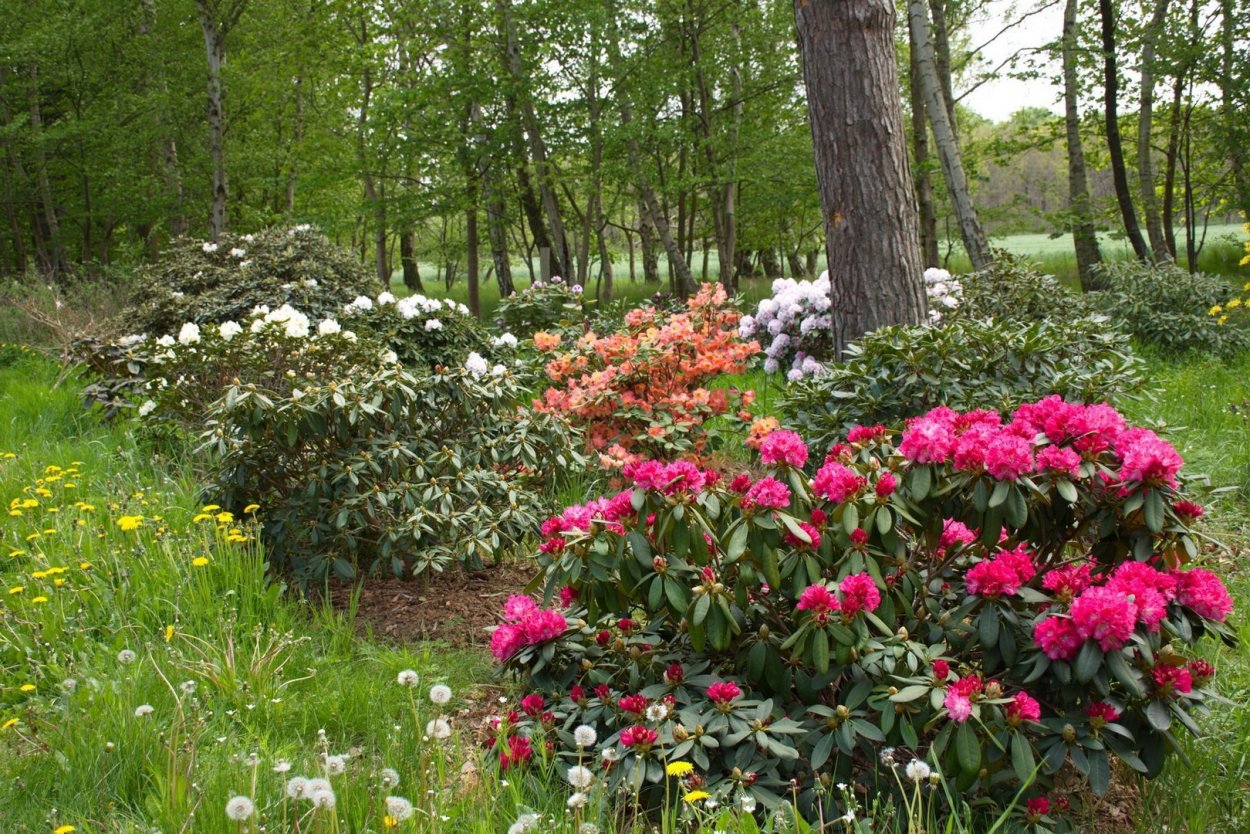 Рододендрон "Йохан Брунс