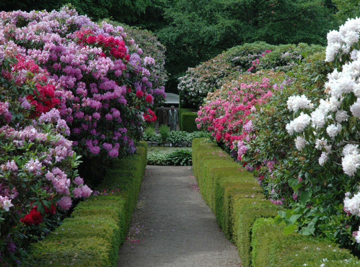 Рододендрон спирея