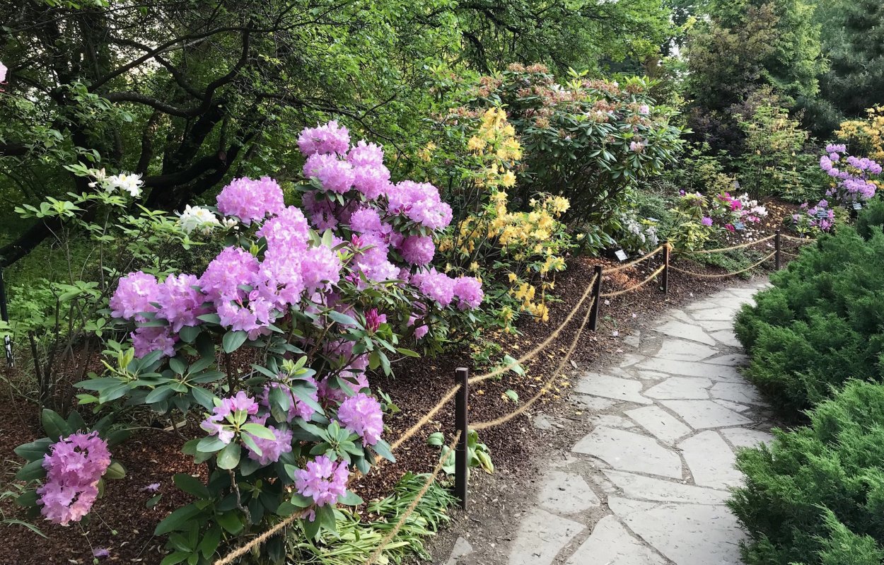 Рододендроны парк Южные культуры