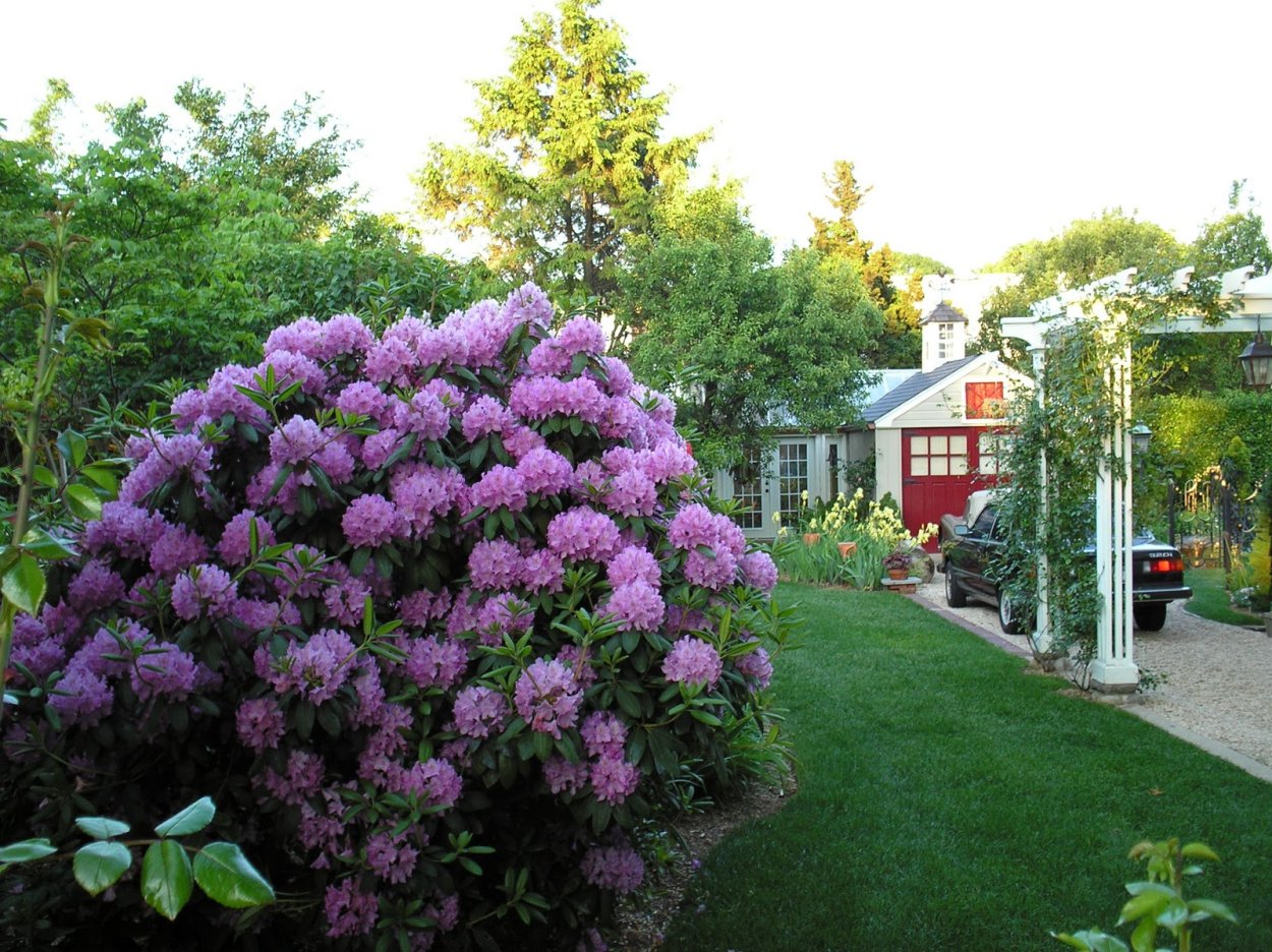 Рододендрон Живая изгородь