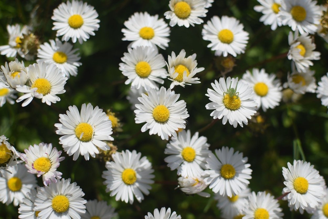 Голландские ромашки фото