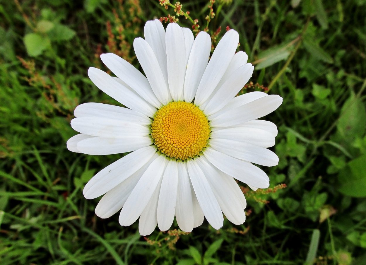 Ромашка Арктическая