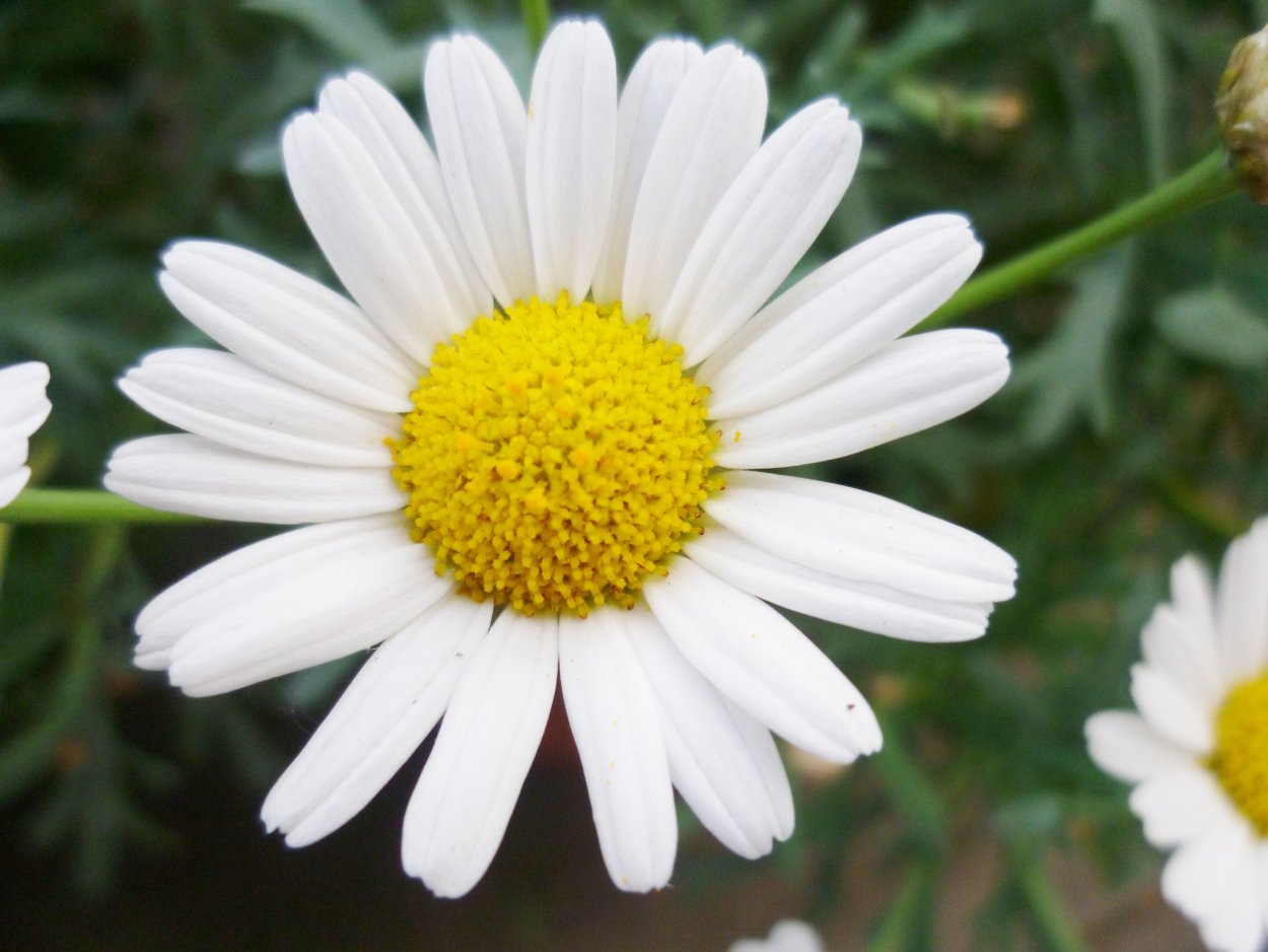 Картинки растений Ромашка