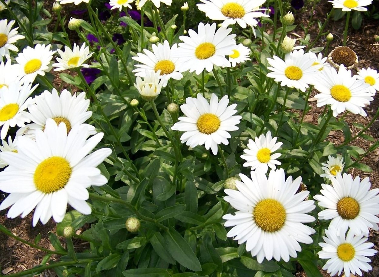 Нивяник Мей куин