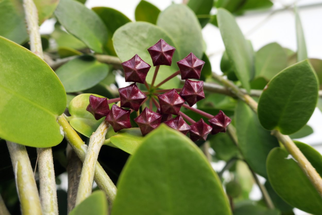 Hoya cummingiana/Хойя кумингиана