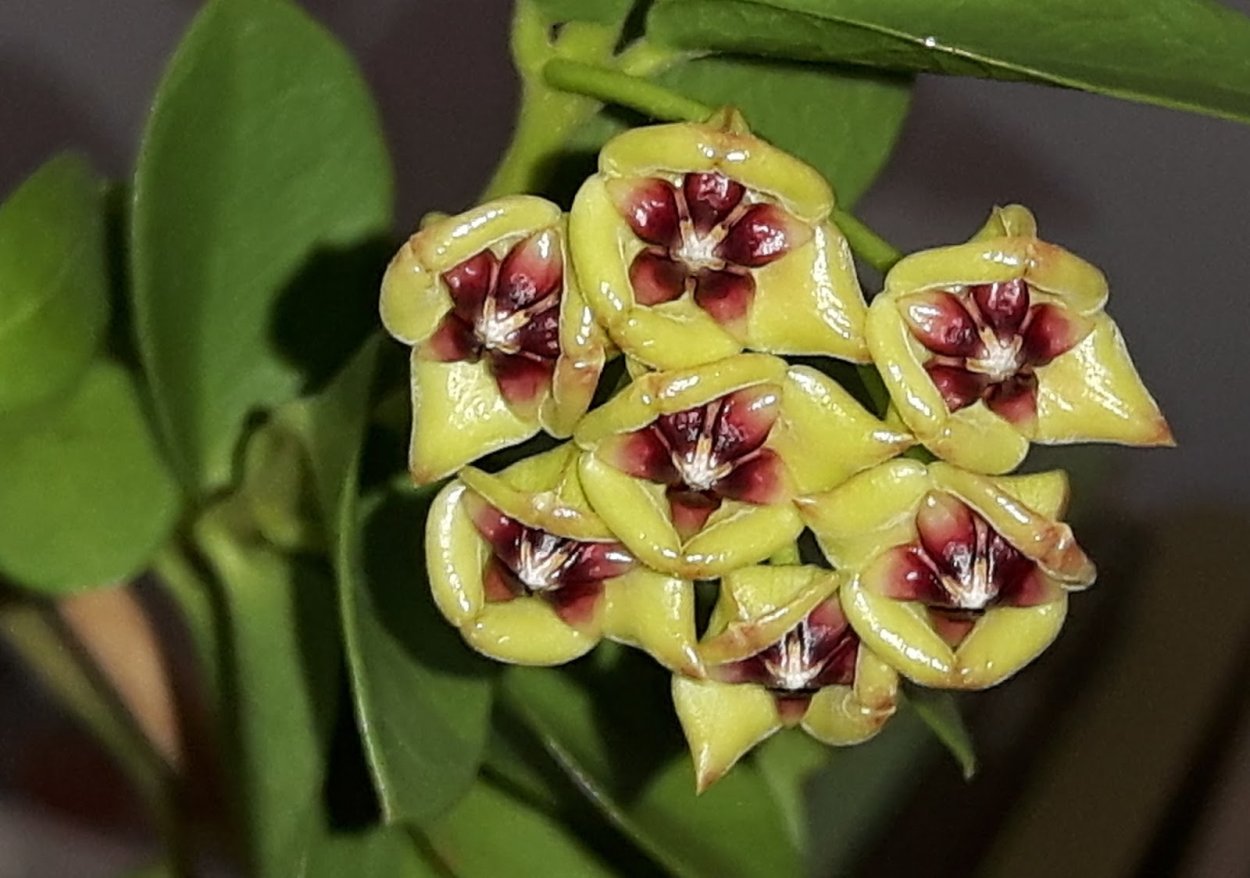 Хойя кумингиана фото