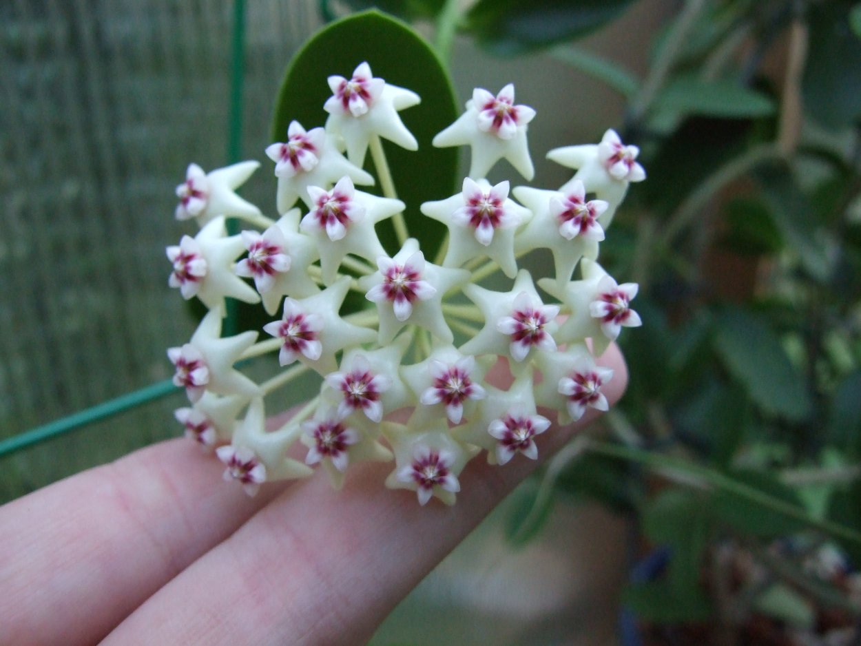 Хойя Регида