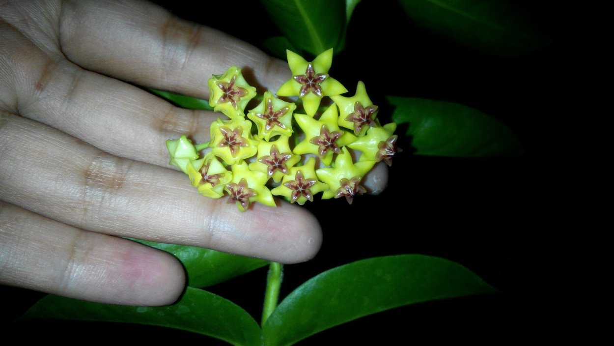 Хойя cumingiana Festina