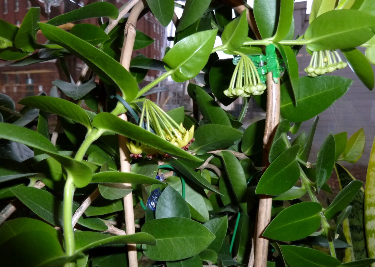 Хойя кумингиана Hoya cumingiana