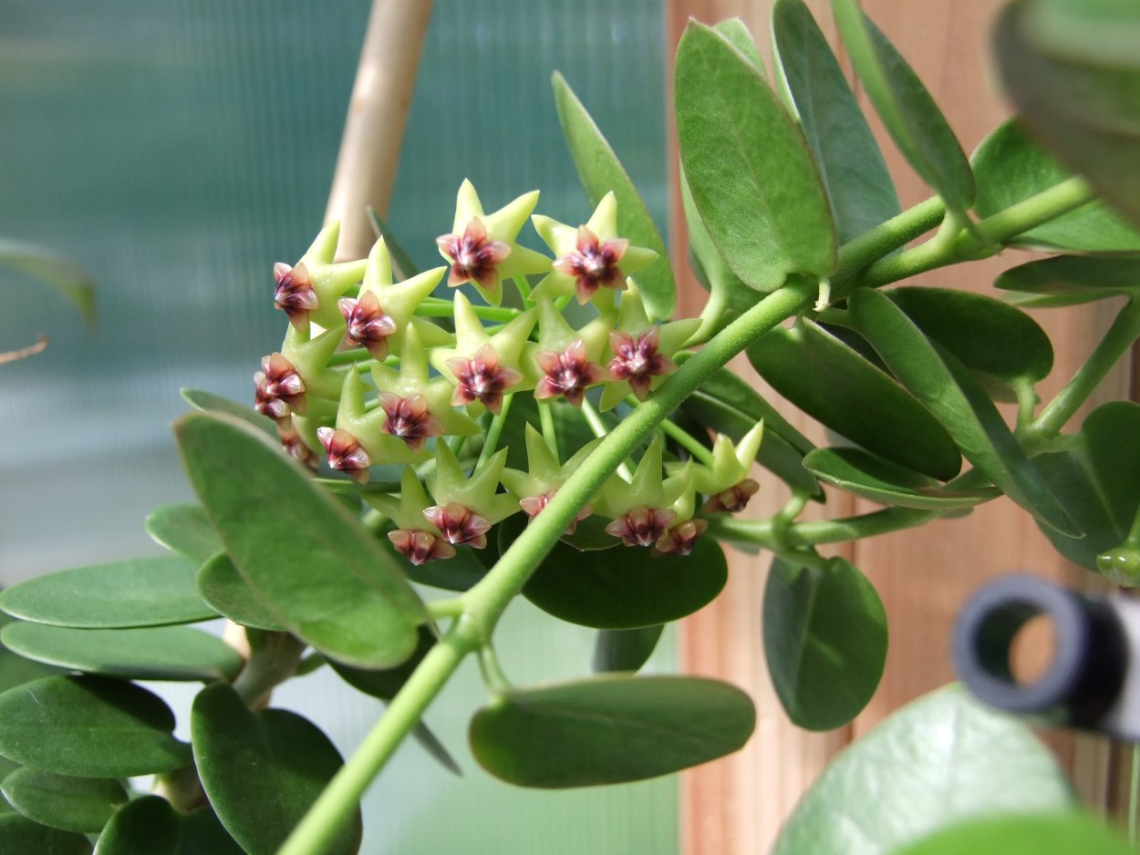 Хойя кумингиана